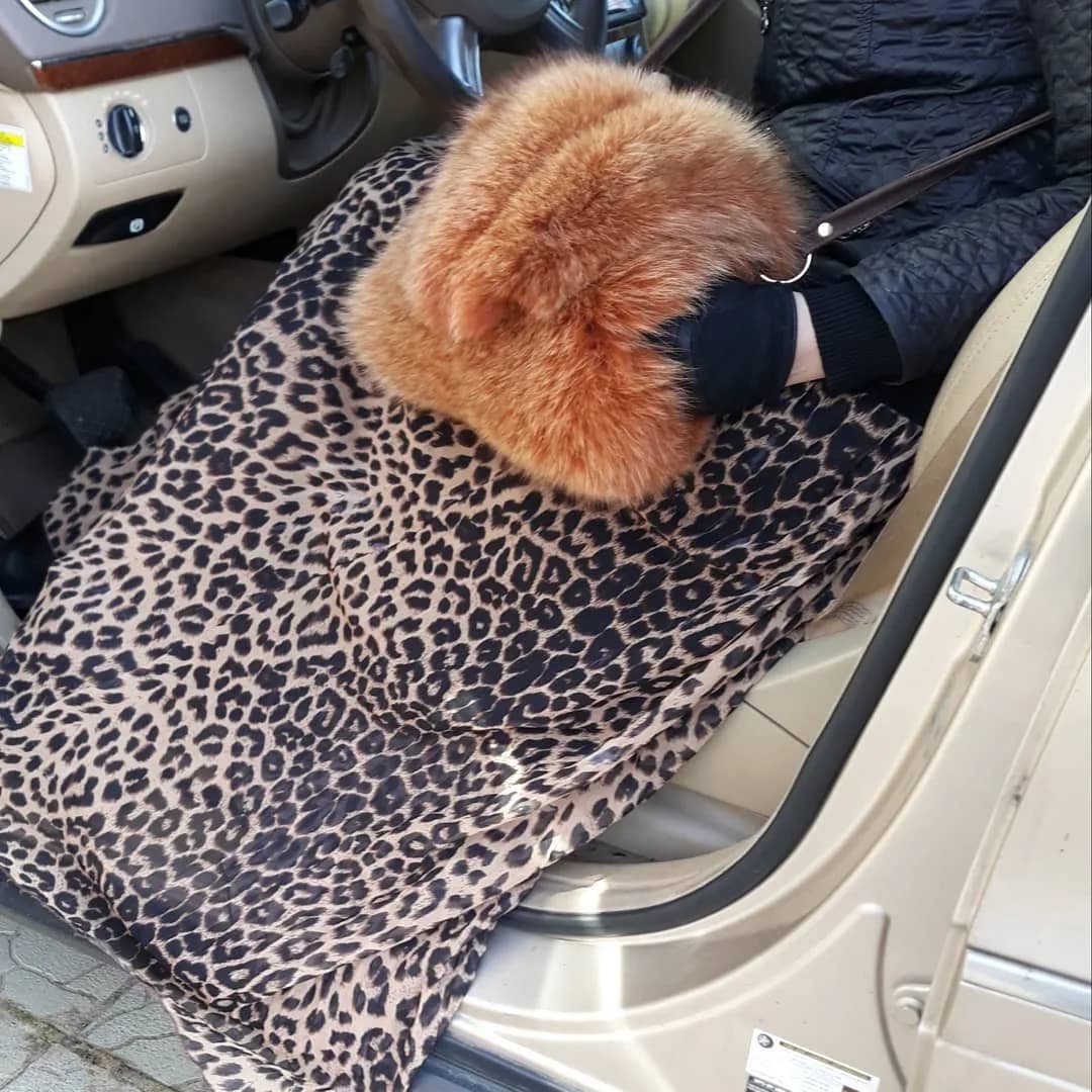 Песец